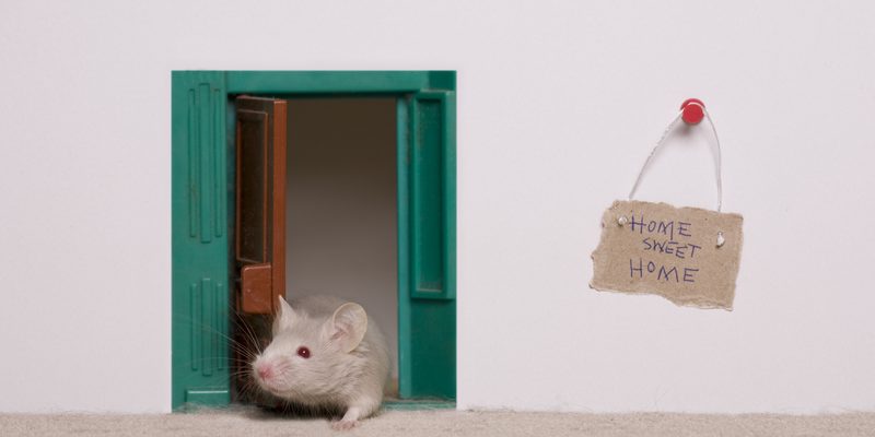 Little white mouse at the entrance of his apartment home.