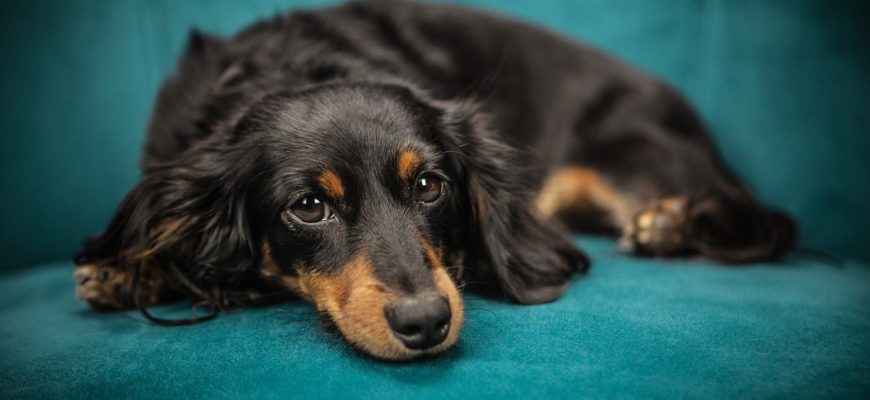 Dog laying on a couch
