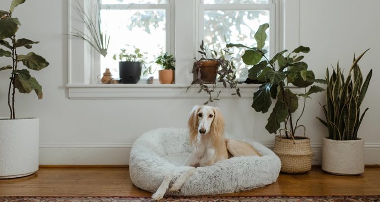 Dog sitting in dog bed with plants surrounding in an airy home