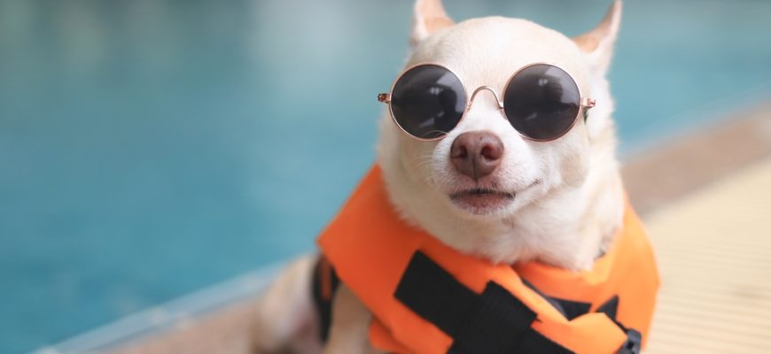 Portrait,Of,A,Cute,Brown,Short,Hair,Chihuahua,Dog,Wearing
