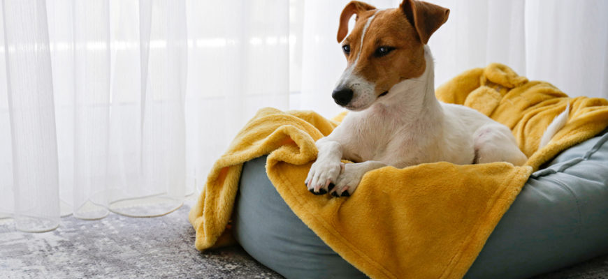 Cute,Sleepy,Jack,Russel,Terrier,Puppy,With,Big,Ears,Resting