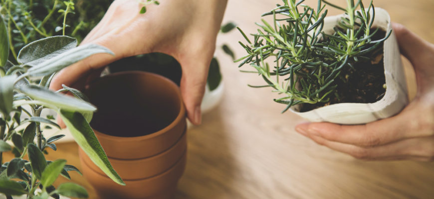 Indoor,Gardening.,Female,Hands,Replant,Herbs.