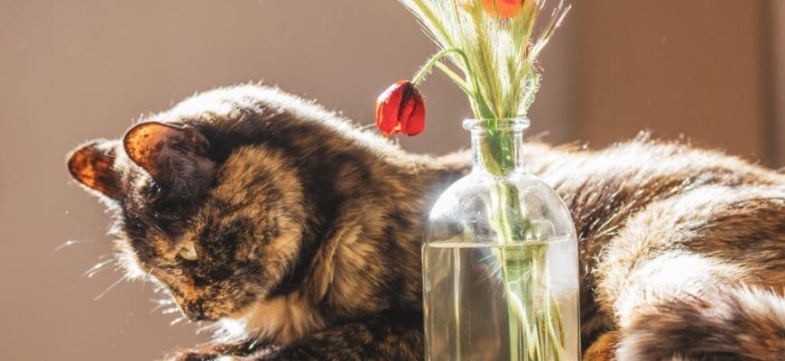 Portrait,Of,A,Domestic,Turtle,Cat,And,Red,Poppy,Flowers,
