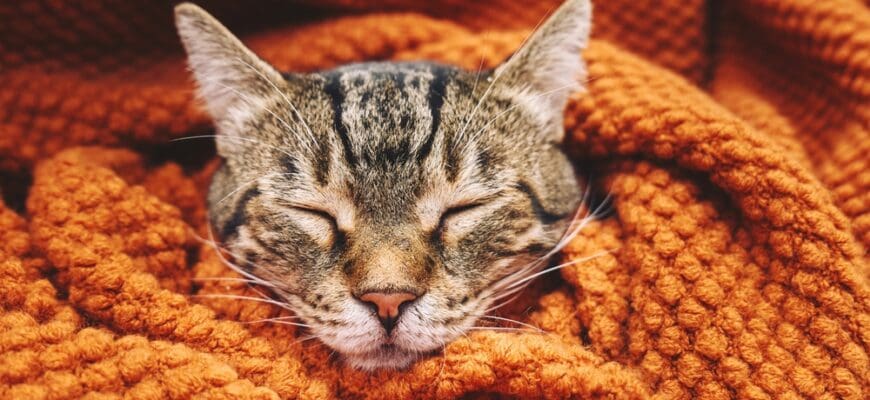 Cute,Tabby,Cat,Sleeping,Wrapped,In,Wool,Orange,Blanket.,Fall