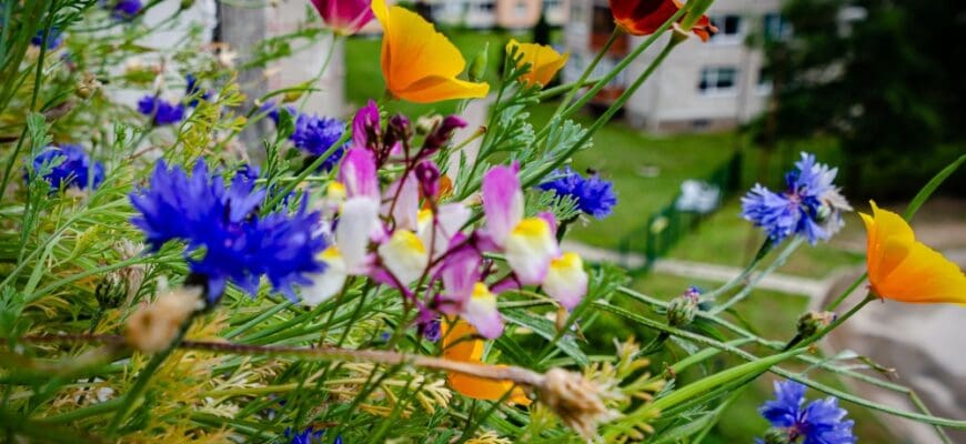Colorful,Wildflowers,Blooming,Near,Urban,Apartment,Buildings.,Vivid,Wildflowers,In